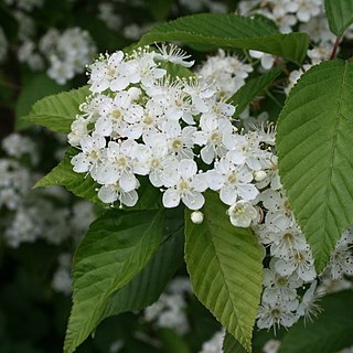 Sorbus alnifolia unspecified picture