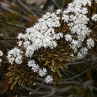 Veronica ochracea unspecified picture