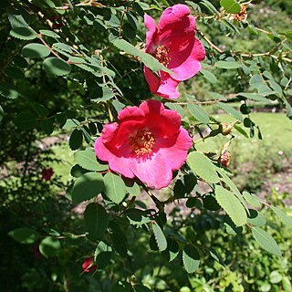 Rosa moyesii unspecified picture