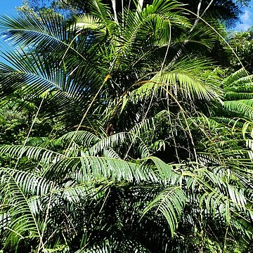 Calamus radicalis unspecified picture