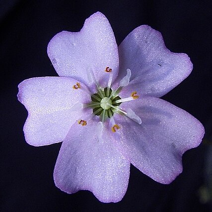 Drosera mannii unspecified picture