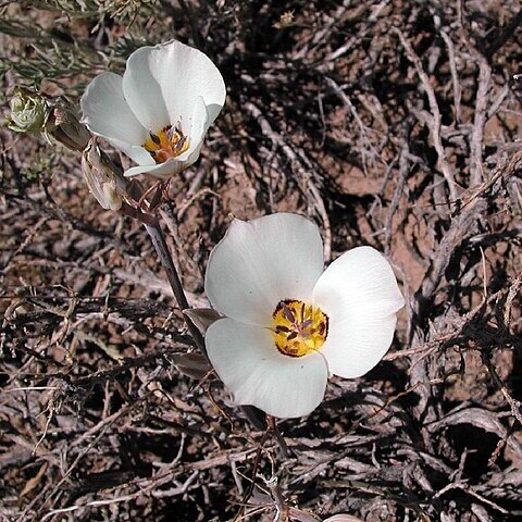 Calochortus bruneaunis unspecified picture