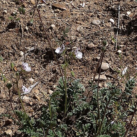 Erodium cazorlanum unspecified picture