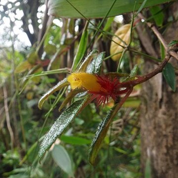 Columnea domingensis unspecified picture