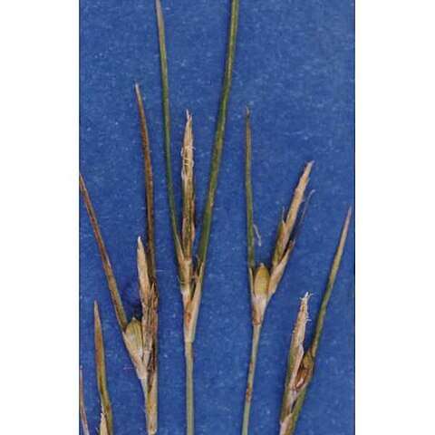 Carex multicaulis unspecified picture