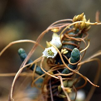 Cuscuta pacifica unspecified picture