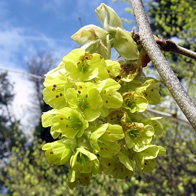 Corylopsis sinensis unspecified picture