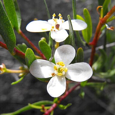 Cneoridium dumosum unspecified picture