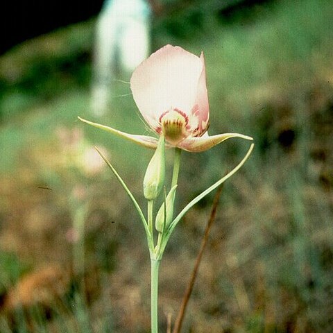 Calochortus nitidus unspecified picture