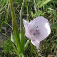 Calochortus uniflorus unspecified picture