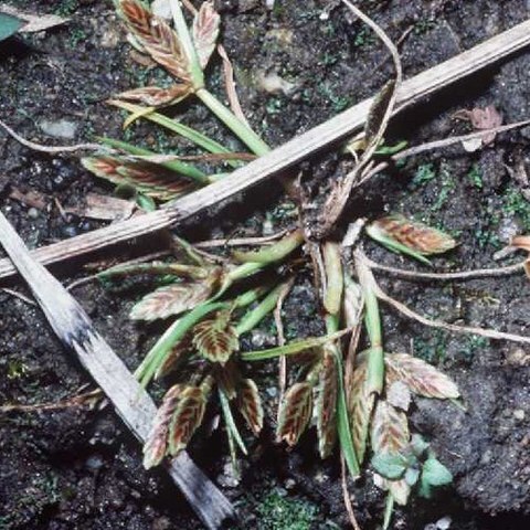 Cyperus bipartitus unspecified picture