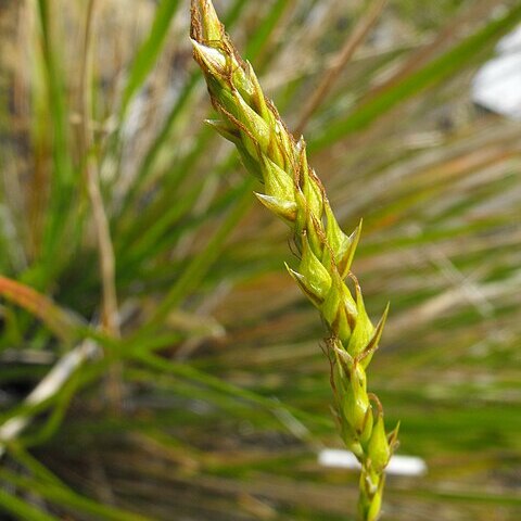 Carex obispoensis unspecified picture