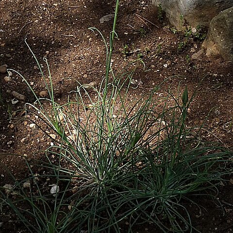 Tragopogon cazorlanus unspecified picture