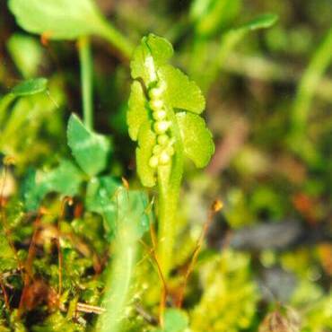 Botrychium crenulatum unspecified picture