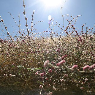 Eriogonum roseum unspecified picture