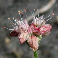 Eriogonum angulosum unspecified picture