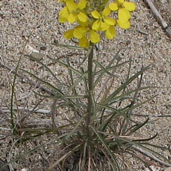 Erysimum insulare unspecified picture