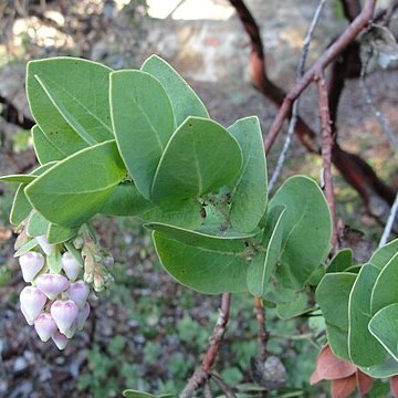 Arctostaphylos refugioensis unspecified picture