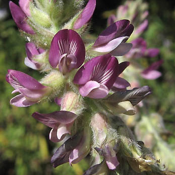 Astragalus brauntonii unspecified picture