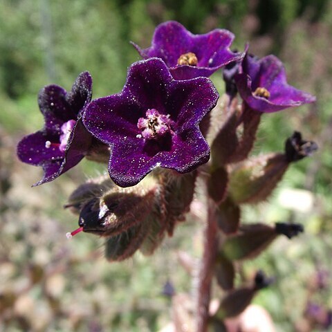 Anchusa undulata subsp. granatensis unspecified picture