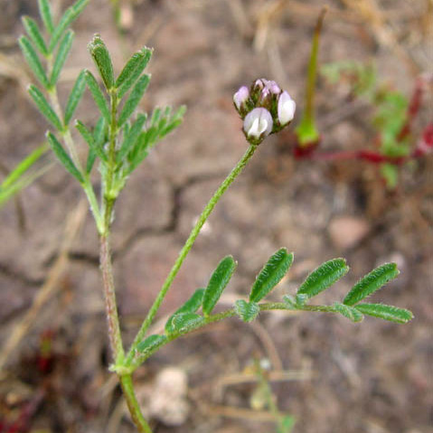 Astragalus didymocarpus unspecified picture