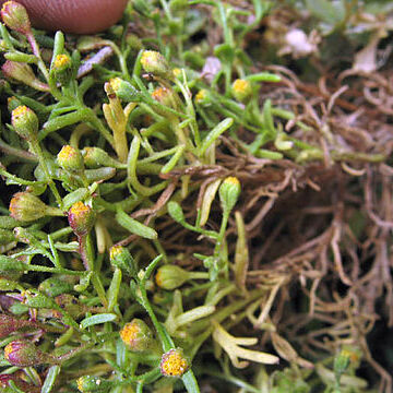 Amblyopappus unspecified picture