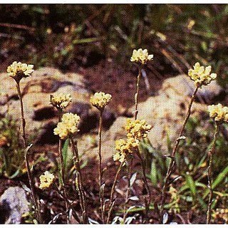 Antennaria corymbosa unspecified picture