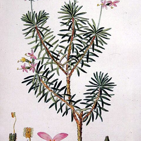 Stylidium glandulosum unspecified picture