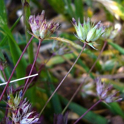 Trifolium oliganthum unspecified picture