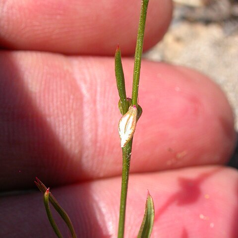 Polygonum douglasii unspecified picture