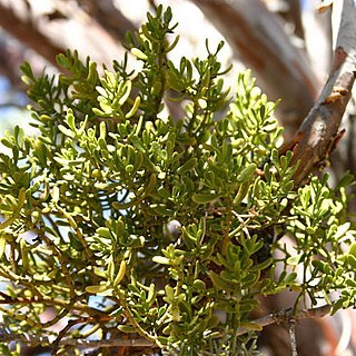 Phoradendron densum unspecified picture