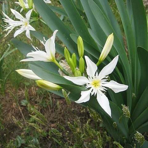 Pancratium unspecified picture