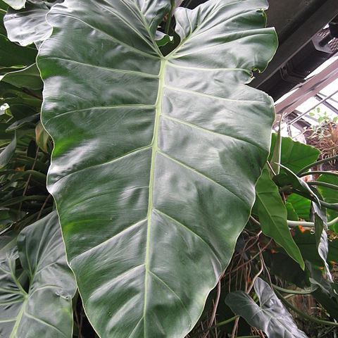 Philodendron maximum unspecified picture