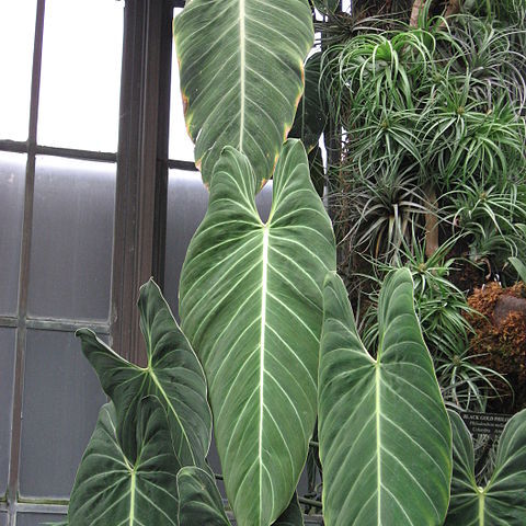 Philodendron melanochrysum unspecified picture