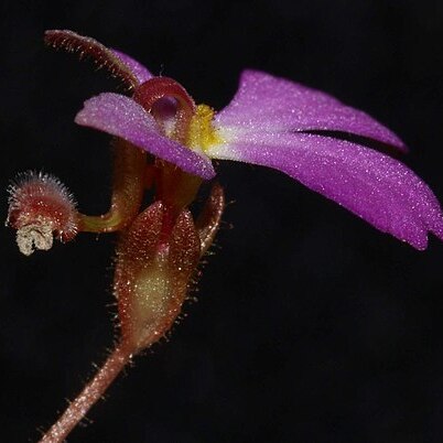 Stylidium turbinatum unspecified picture