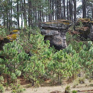 Pinus montezumae unspecified picture