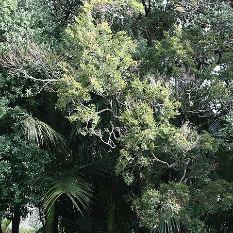 Nothofagus truncata unspecified picture