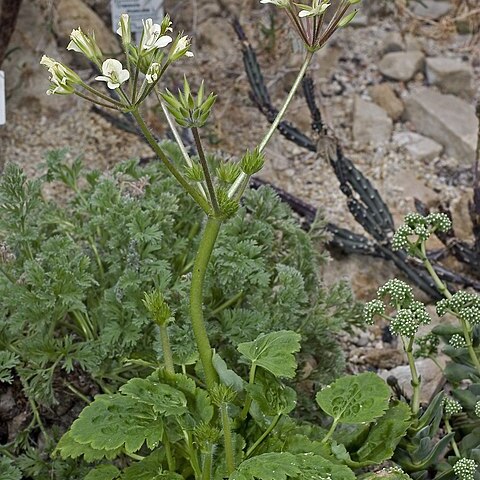 Pelargonium oblongatum unspecified picture