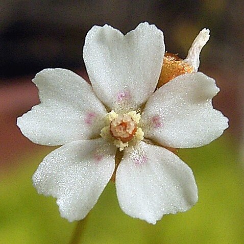 Drosera bicolor unspecified picture