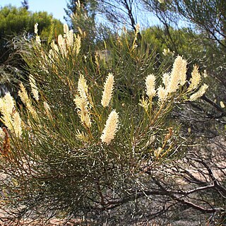 Grevillea biformis unspecified picture