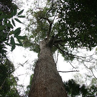 Eucalyptus microcorys unspecified picture