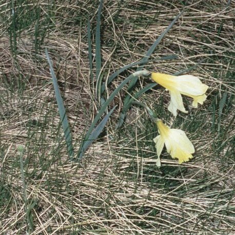 Narcissus pallidiflorus unspecified picture