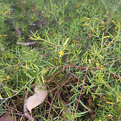 Persoonia bargoensis unspecified picture