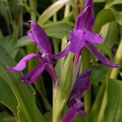 Roscoea debilis unspecified picture