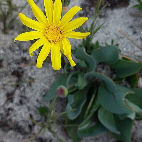 Othonna bulbosa unspecified picture