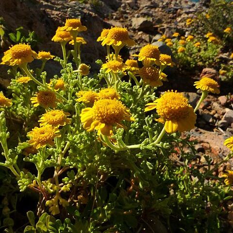 Anthemis chrysantha unspecified picture