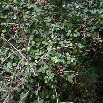 Coprosma rhamnoides unspecified picture