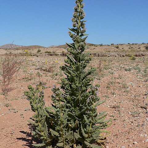 Phacelia palmeri unspecified picture