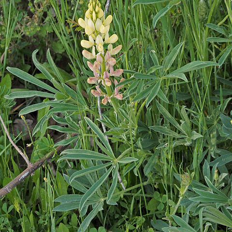 Lupinus gredensis unspecified picture