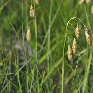 Carex coriophora unspecified picture